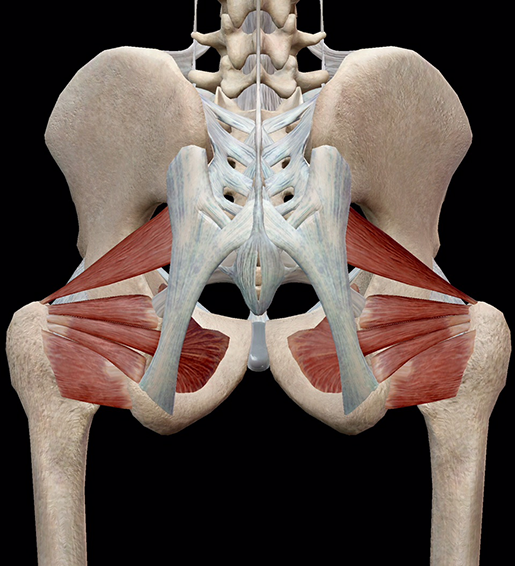 Lateral rotators on sale of the hip
